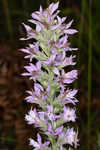 Pinkscale blazing star